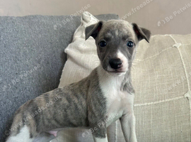 3 kc reg male whippets