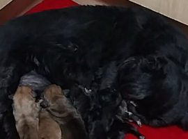 3 Playful Shihtzu x Dachshund