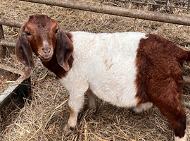 Boer Nannie kid