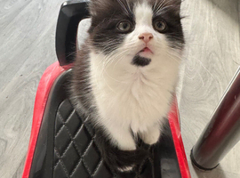 1 male fluffy kitten