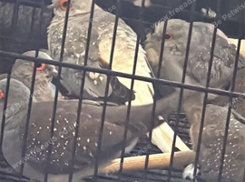 Diamond doves