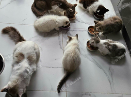 4 kittens mixed ragdoll and British shorthear