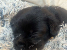 Labrador cross frugs