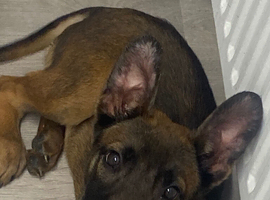 5 month old Mechelse herder female