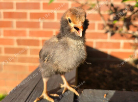 1 week old chicks