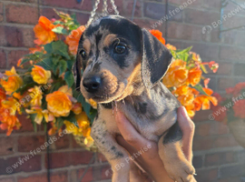 Beautiful silver dapple dachshund