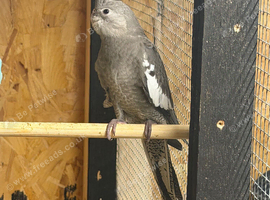 Grey white face cockatiel for sale