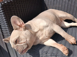 Female French bulldog