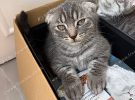 Beautiful Scottish Fold&Straight &ndash;Silver tabby&rsquo;s