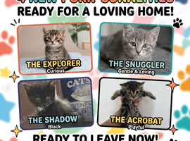 Tabby kittens ready to leave.