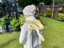Carpet Python