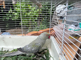 Gray Indian ring neck