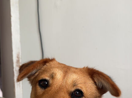 Korean Jindo x Sprollie