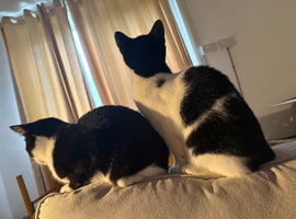 Cats