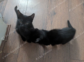 1 kitten looking for his forever home.