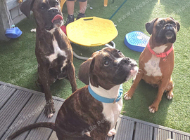 6 Month Old Brindle Male Boxer