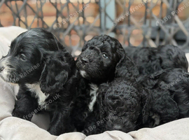 Cockapoo Boys