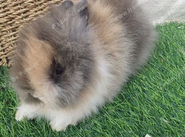 Double Mane lionhead babies