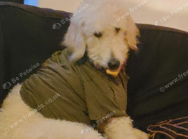 3 year old labradoodle