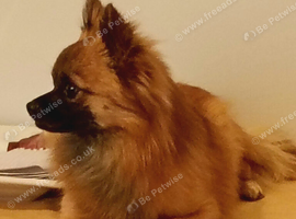 Midge-18mth intact submissive sweet Pomchi needs new home