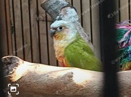 Split for lutino conures