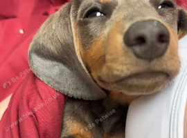 Miniature dachshund