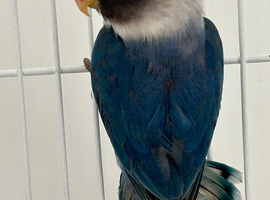 Blue masked single love bird