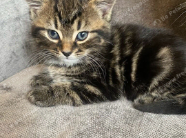9 week old tabby female