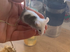 fancy mice for sale