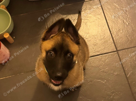 German shepherd x Belgian Malinois