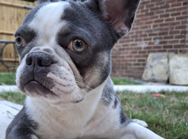 KC REGISTERED  FRENCH BULLDOG
