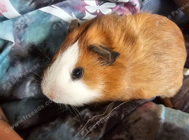 2 baby boy guinea pigs