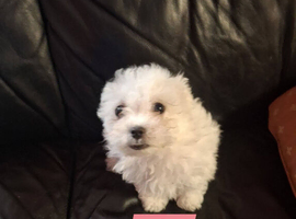 Maltese full breed  pups 1girl and 1 boy
