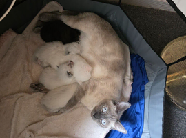 Adorable new kittens