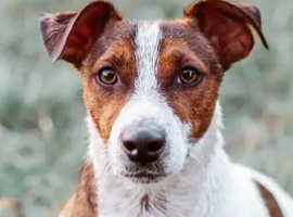 Jack Russell