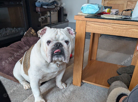 Male bull dog