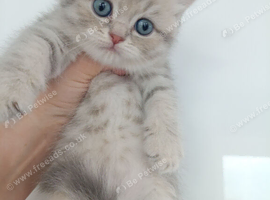 British Shorthair kittens