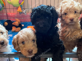 Stunning Labradoodles (Miniature) From Health tested parents