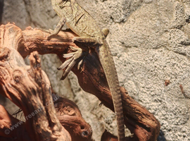 Black sailfin dragon