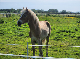 Absolutely adorable registered haflinger