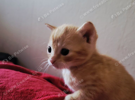 3 kittens avaliable