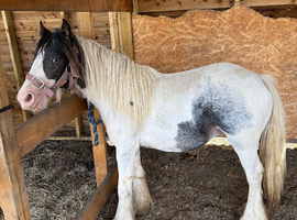 Tim Tim 1 year old little cob