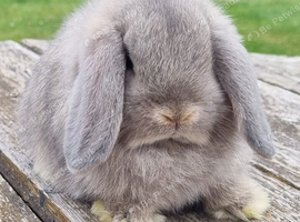Gorgeous mini lop babies