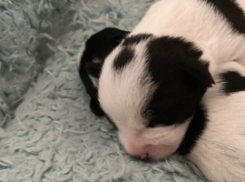 1 male available due to time wasters