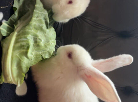 3 baby new Zealand rabbit for sale