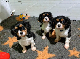 Cavalier King Charles Spaniel puppies available.