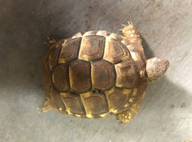 Hermanns tortoise