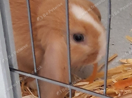 Female mini lop