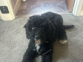 Cockapoo female puppy