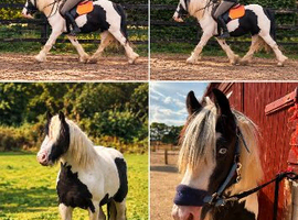 BUMBLE - CHILDS PONY - TRADITIONAL COB